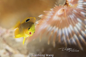CURIOSITY spent long time wait it swam into my final comp... by Tianhong Wang 